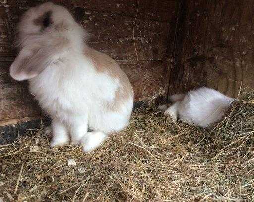 fluffly lionmini lop baby bunnies