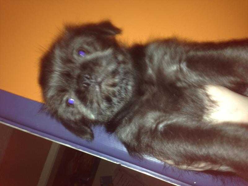 Fluffy black pugs Only 2 boys left