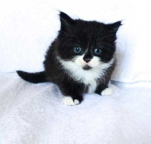 Fluffy Persian Black  White Male kitten