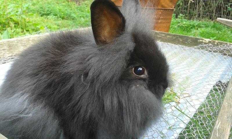 fluffy rabbit