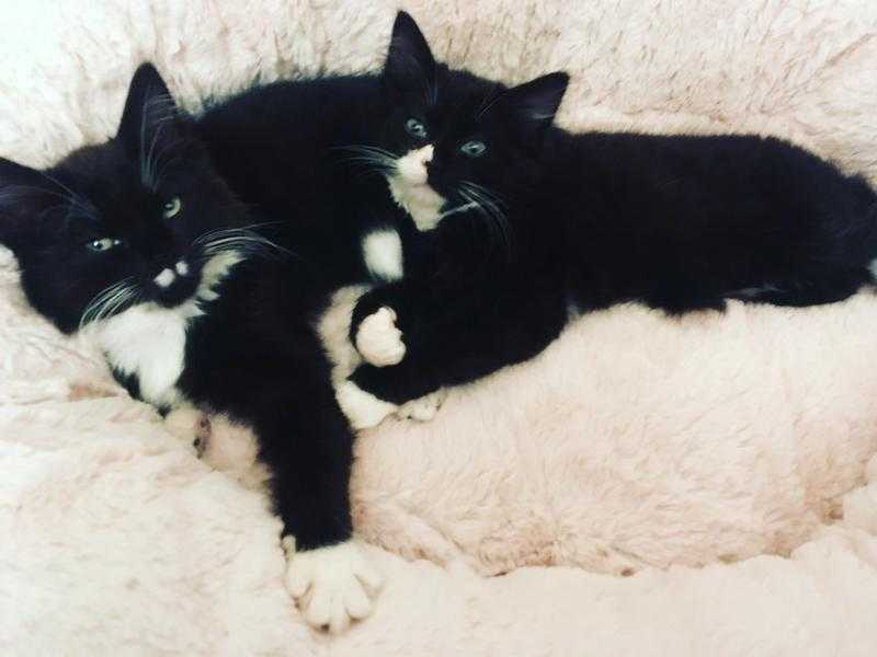 Fluffy sister kittens need a home for cuddles