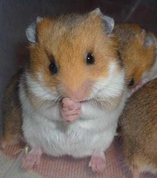 Fluffy Tortoiseshell Baby Hamsters