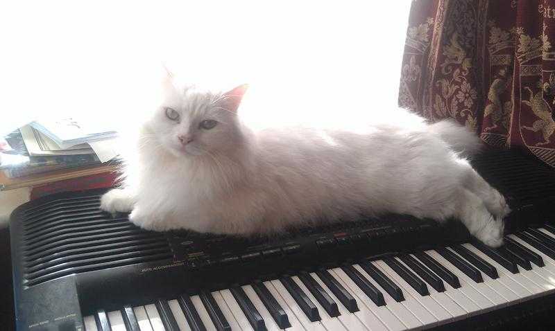Fluffy white male Persian cross cat