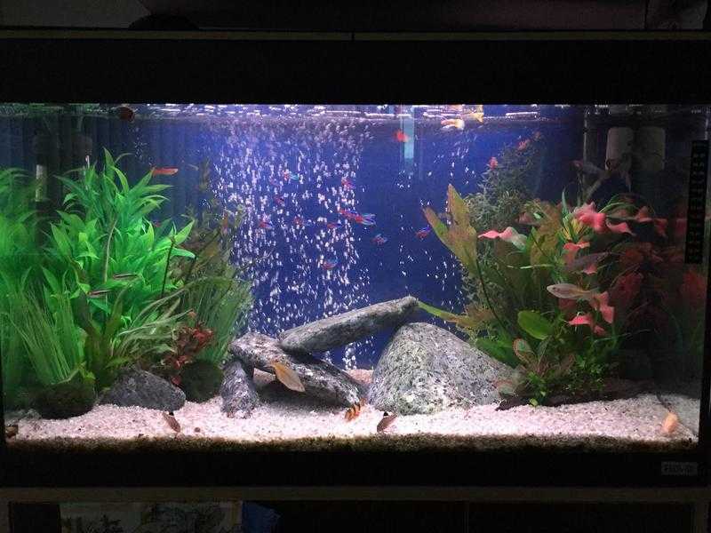 Fluval Roma Aquarium