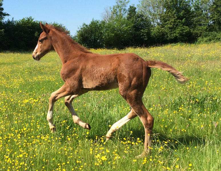 foal by Corravale to make 162hh all round performance horse