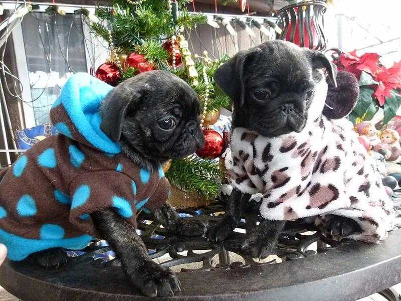 For lovers - brindle pug puppies