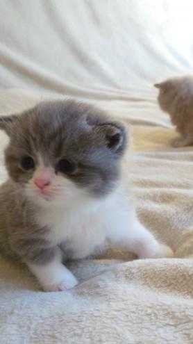 For sale 2 beautiful British Shorthair kittens.
