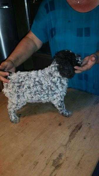 For Sale Lagotto Romagnolo Full Pedigree