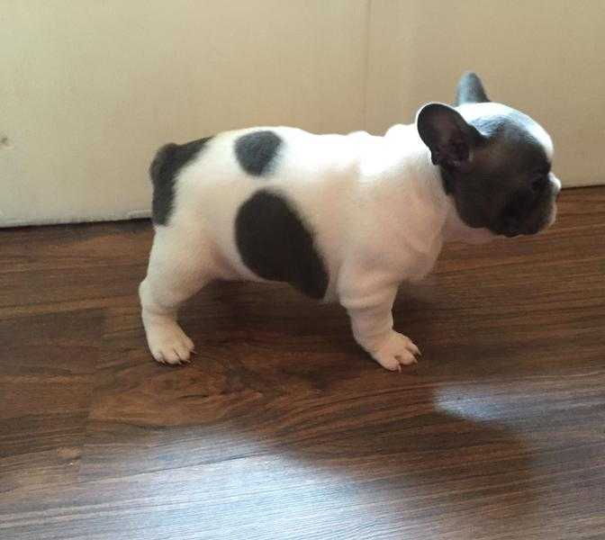 FOR SALE QUALITY CHUNKY KC REG FRENCH BULLDOG PUPPIES