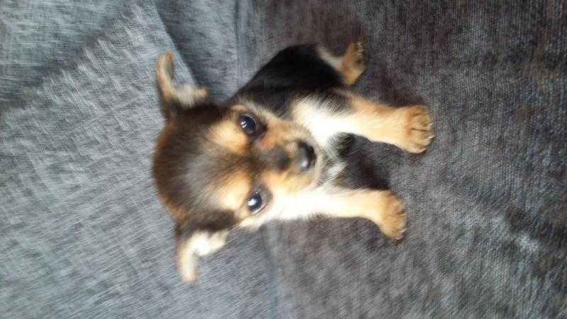 for sale teacup yorkieterrya puppy