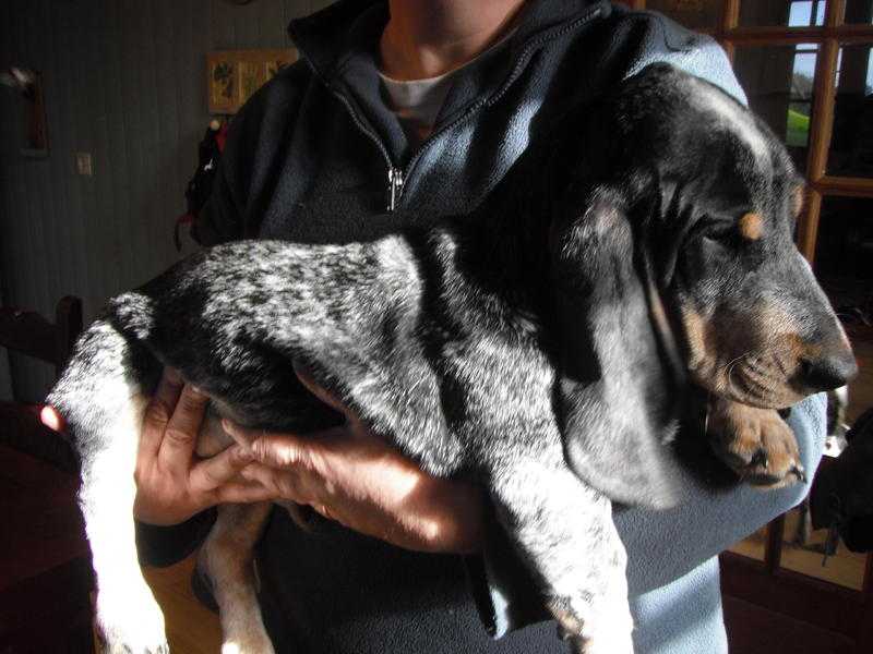FOR SALE TWO BASSET BLEU OF GASCOGNE PUPPIES , ONE MALE AND ONE FEMALE VERY RARE BREED