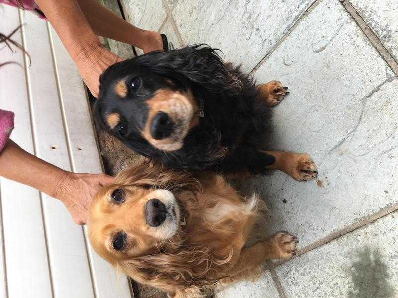 Forever home needed for our two cocker spaniels.