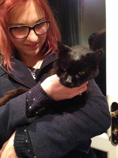 Found - 16yo black female cat. Itchy.