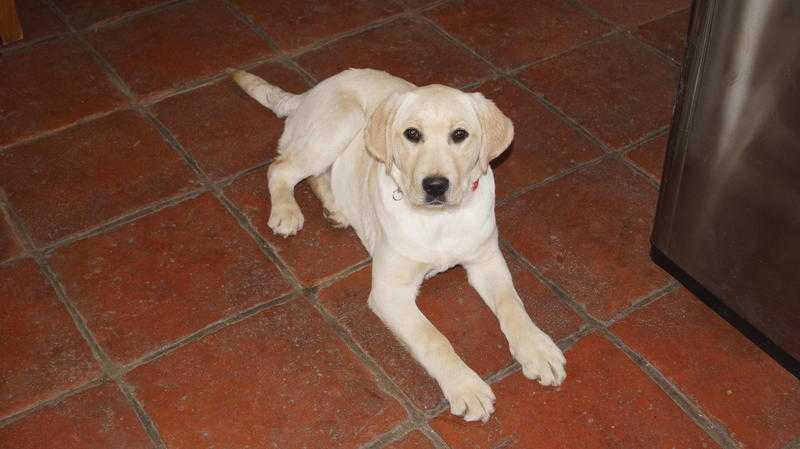 Foundation Trained Labrador Puppy