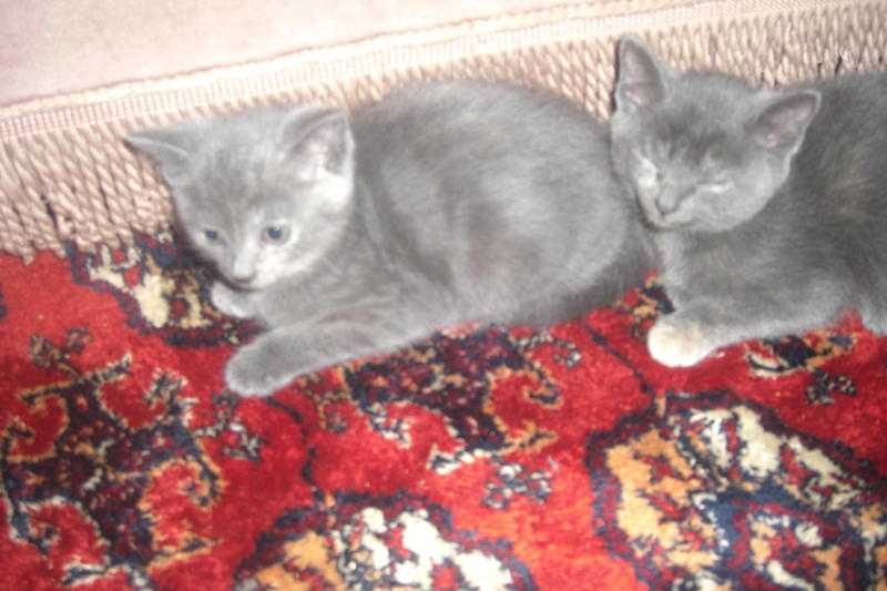 Four adorable rare 039BLUE039 kittens