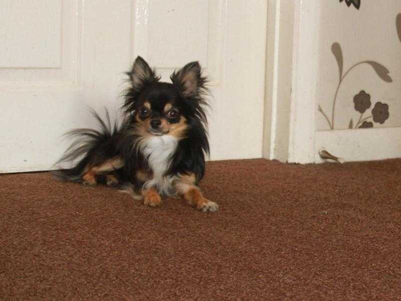 FOUR BEAUTIFUL CHIHUAHUA LONGCOAT DOGS AVAILABLE FOR STUD