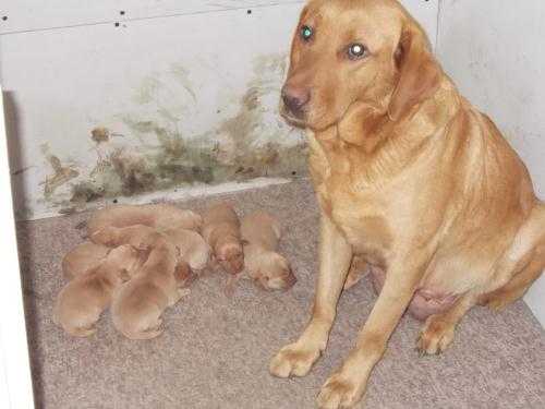 Fox red lab puppies for sale