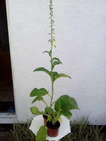 Foxgloves 1 each ready now