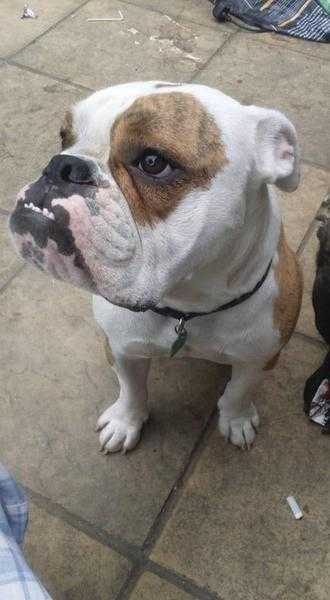 FRANK FOR ADOPTION 3YRS OLD