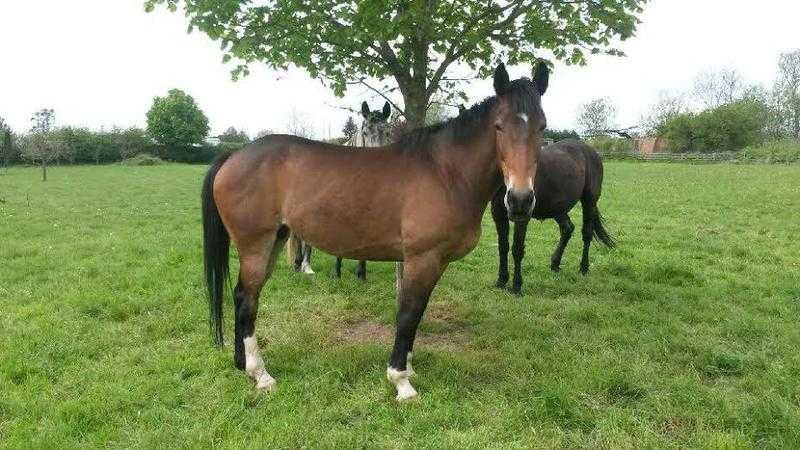 Freda - 15.3 6 year old Mare