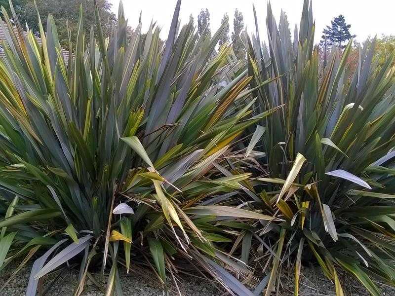 FREE 3 PHORMIUM FEATURE PLANTS