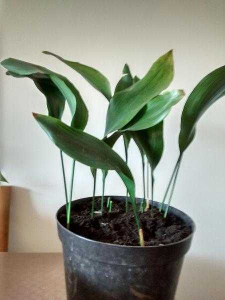 FREE Aspidestra plant 10 leaves