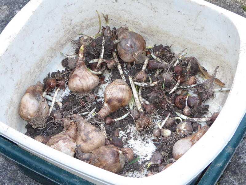 FREE BOX OF SPRING
