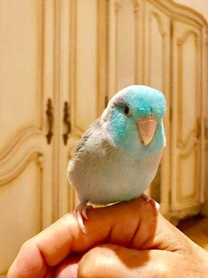 Free Celestial Parrotlet Male, Can be a pet or use for breeding (To good home only)