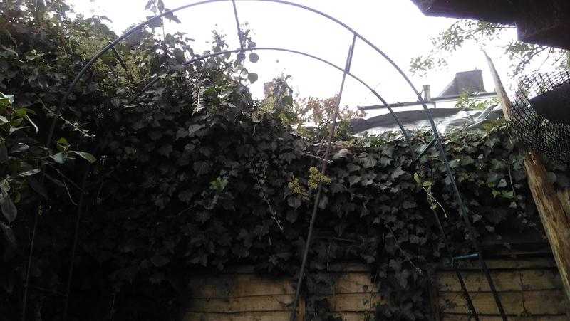 FREE GARDEN ARCH