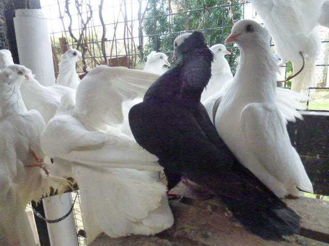 FREE  Garden Doves