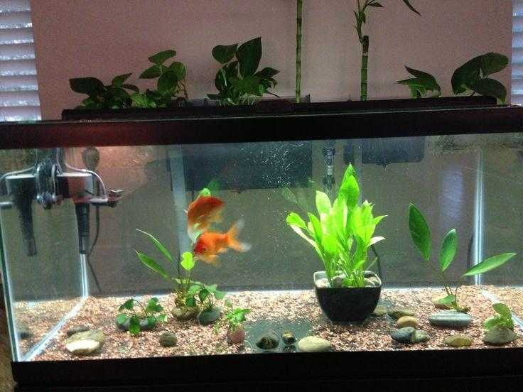 Free goldfish tank and two fish