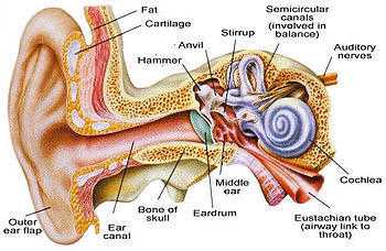 Free Hearing Checks and Try before you Buy Hearing Aids