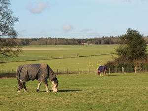 Free horse manure