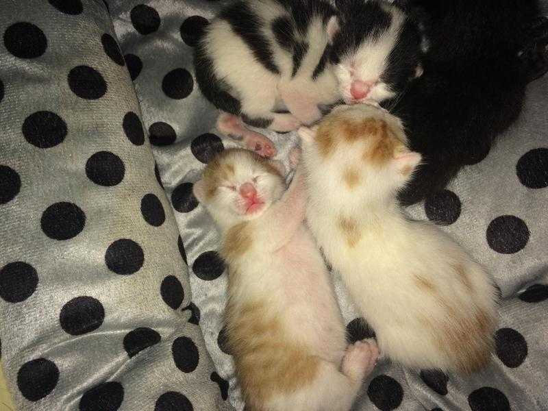 Free Kittens to a good home