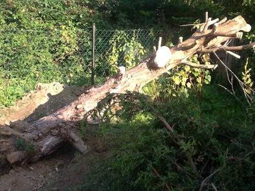 Free logs