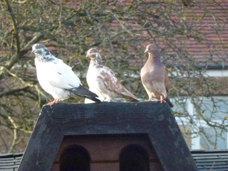 FREE Tippler Pigeons