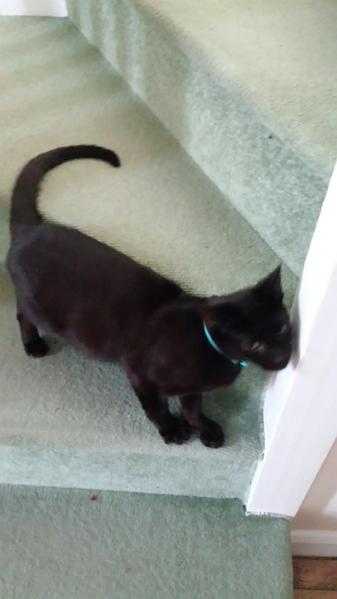 Free to good home black 1 year old male cat