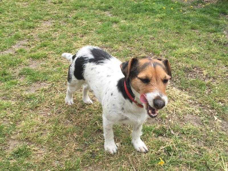 Free to good home jack Russell bitch 4 yrs old