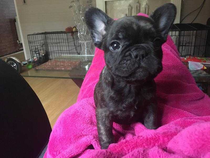 French bulldog 2 girls left