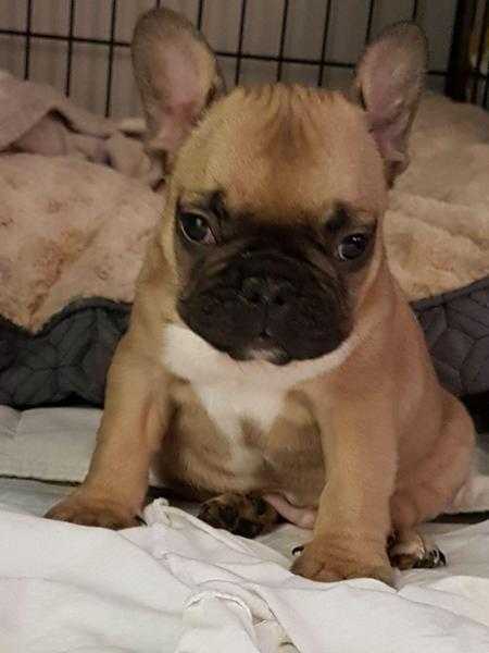 French bulldog