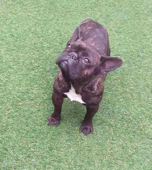 French bulldog female kc reg