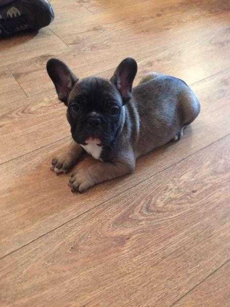 french bulldog for sale