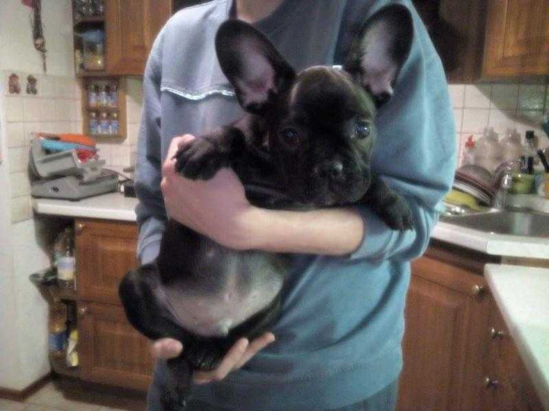 French bulldog for sale