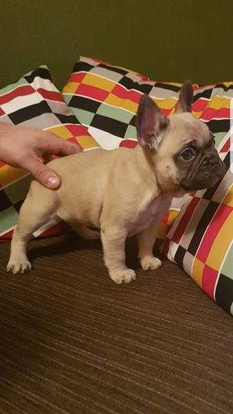 French bulldog girls available triple carriers