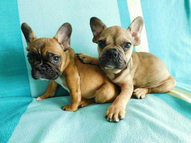 French bulldog males