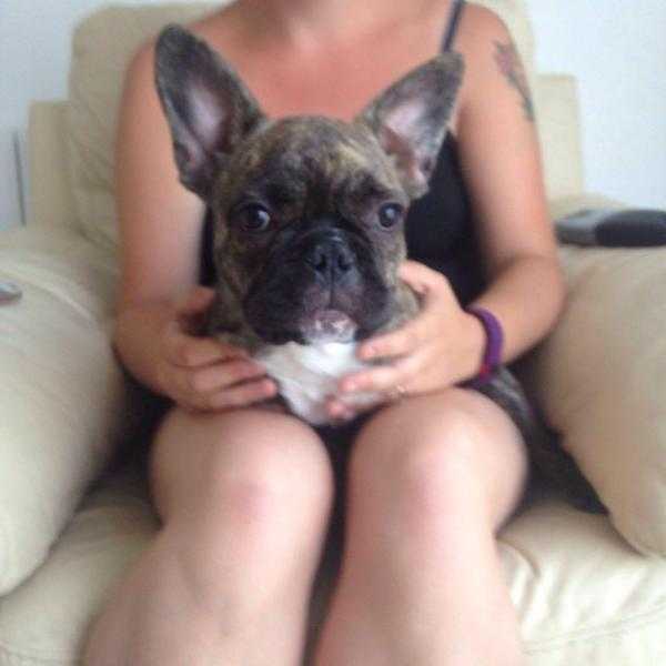 French bulldog need gone asap