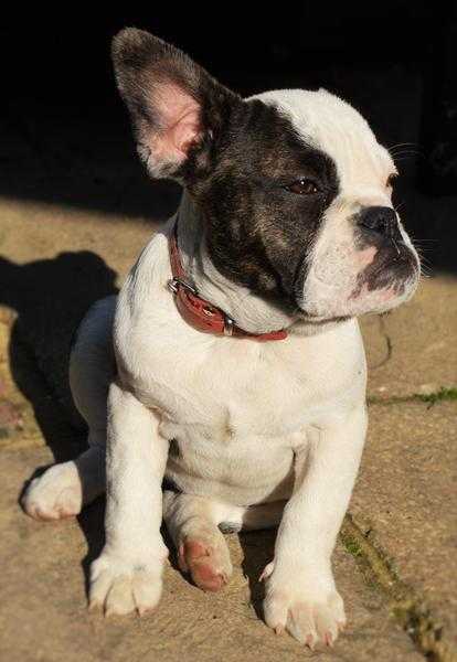 French Bulldog pup for sale