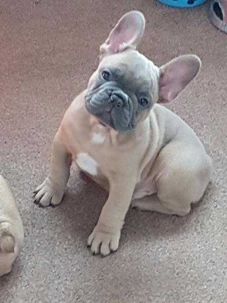 French bulldog puppies 2 males left bluefawn and fawn