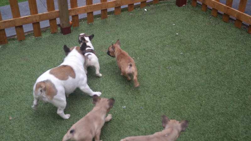 French bulldog puppies