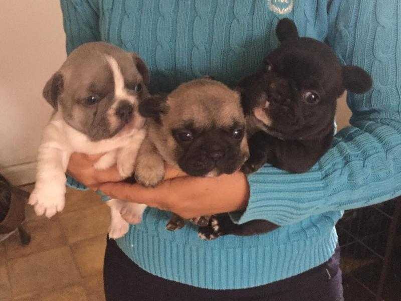 French Bulldog Puppies